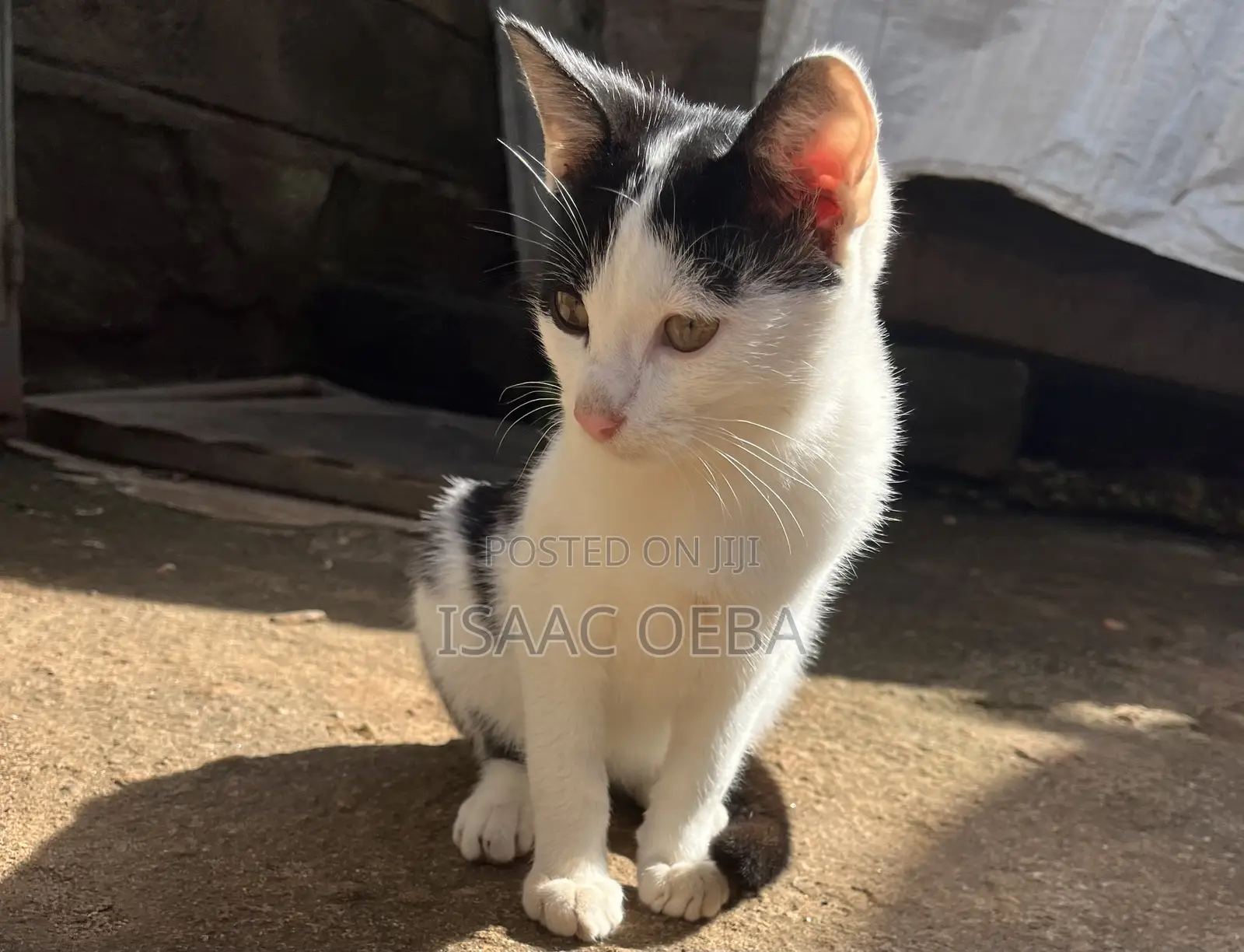 3-6 months Male Mixed Breed Persian