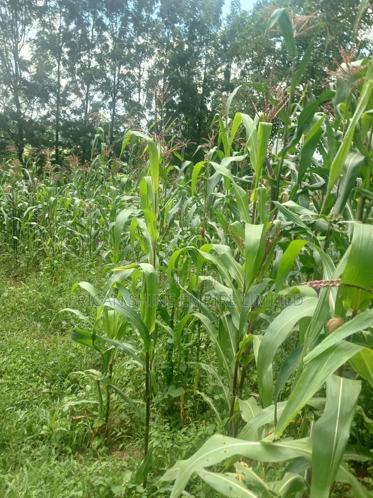 100 by 100 Plot for Lease in Ndwaru Road