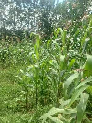 100 by 100 Plot for Lease in Ndwaru Road