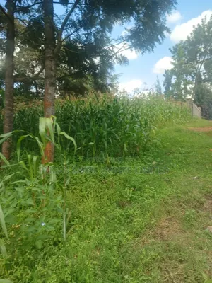 100 by 100 Plot for Lease in Ndwaru Road