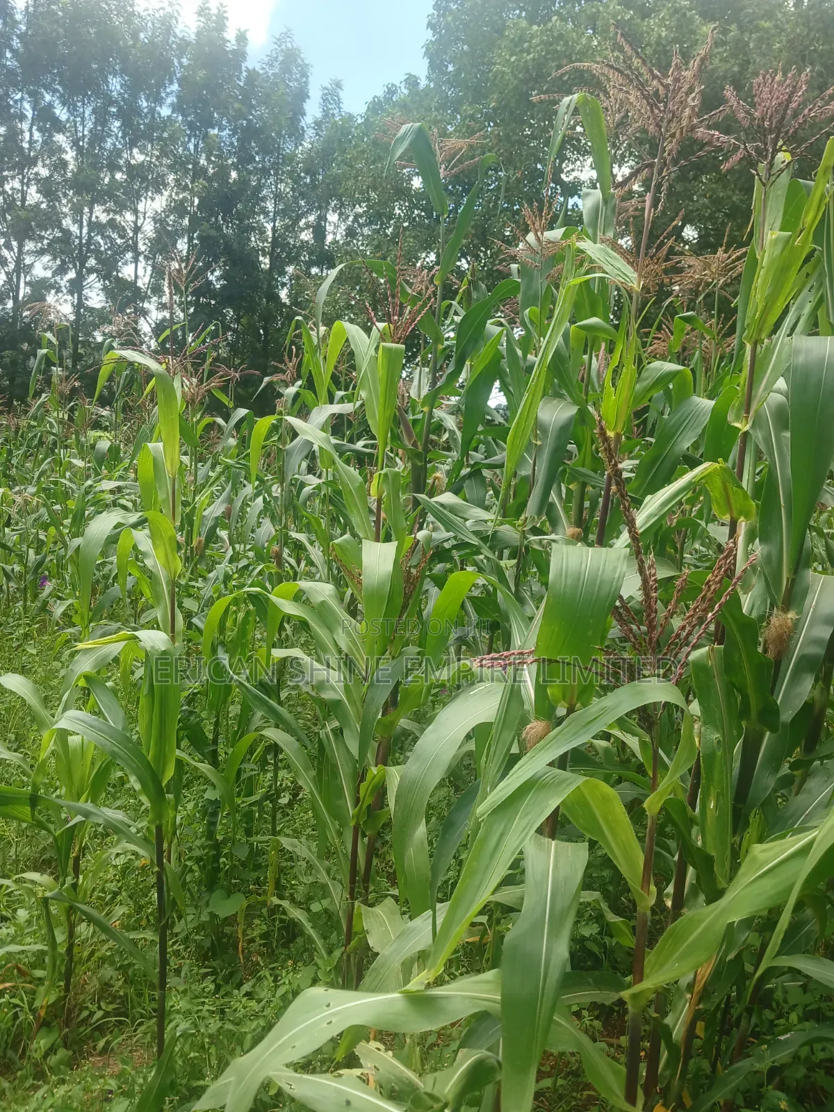 100 by 100 Plot for Lease in Ndwaru Road