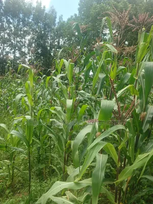 100 by 100 Plot for Lease in Ndwaru Road