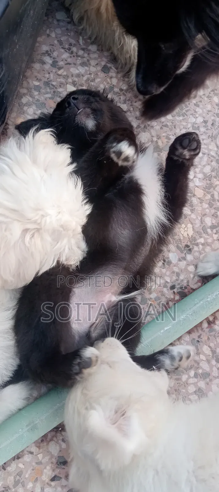 1-3 months Male Mixed Breed Japanese Spitz