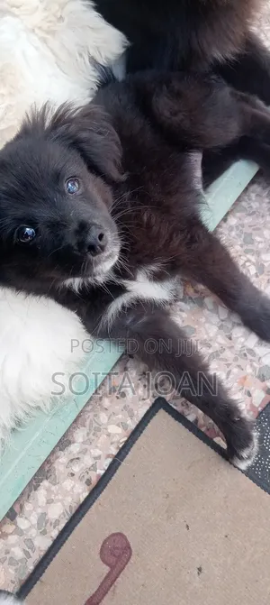 1-3 months Male Mixed Breed Japanese Spitz