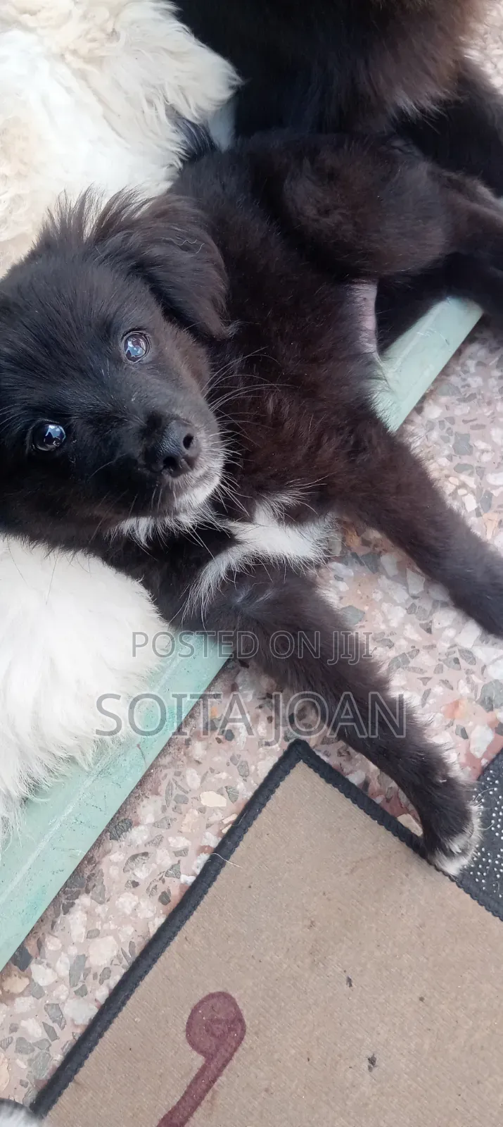 1-3 months Male Mixed Breed Japanese Spitz