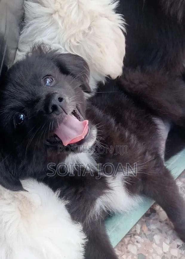 1-3 months Male Mixed Breed Japanese Spitz