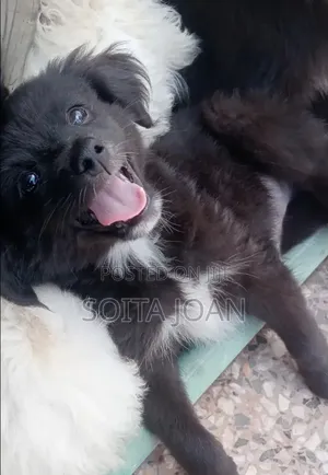 1-3 months Male Mixed Breed Japanese Spitz
