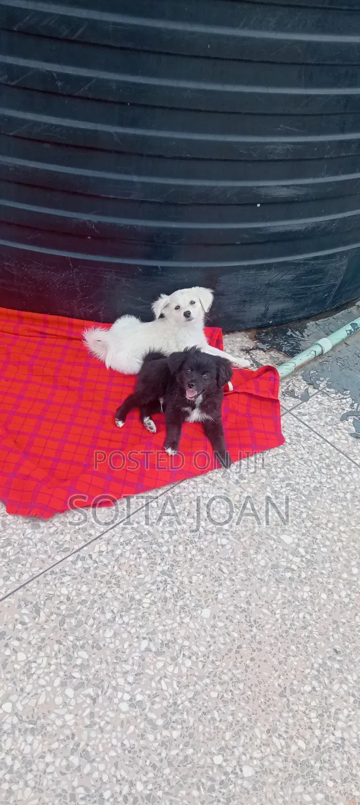 1-3 months Male Mixed Breed Japanese Spitz