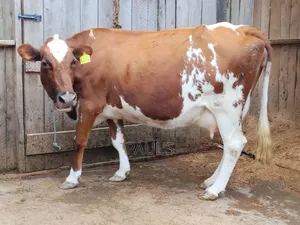 Pedigree Cow's