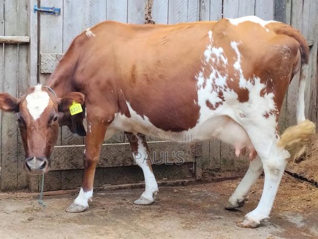 Pedigree Cow's - thumbnail 2