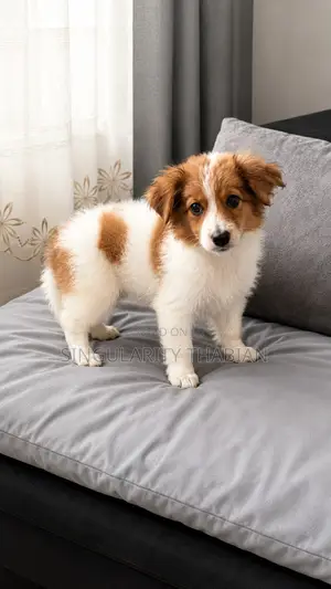 1-3 months Male Mixed Breed Japanese Spitz