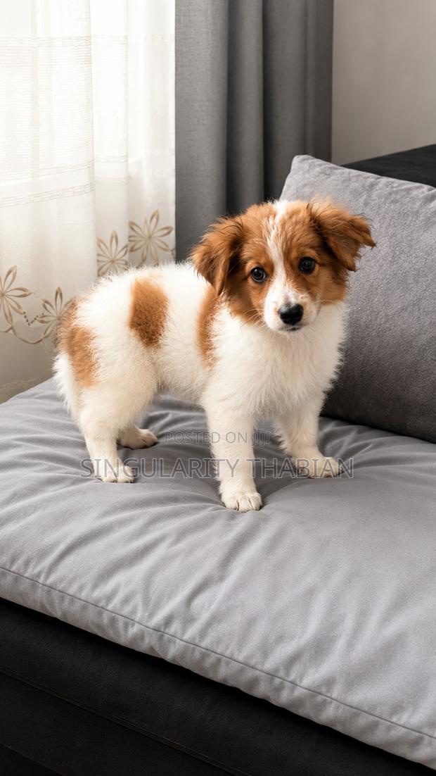 1-3 months Male Mixed Breed Japanese Spitz