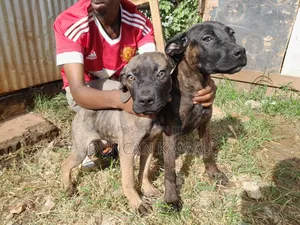 1-3 months Male Purebred Boerboel