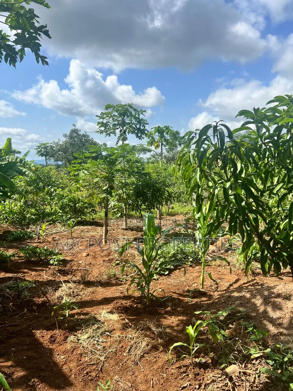 Prime 2 Acres Agricultural Land for Sale in Kiboi Fronting Kiboi River