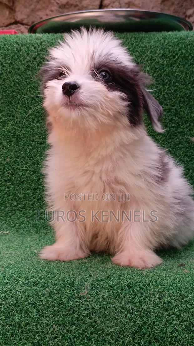 1-3 months Male Purebred Havanese - main view