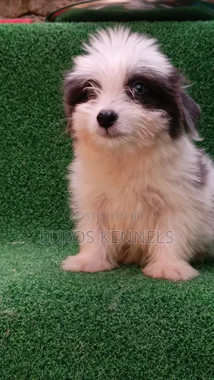 1-3 months Male Purebred Havanese