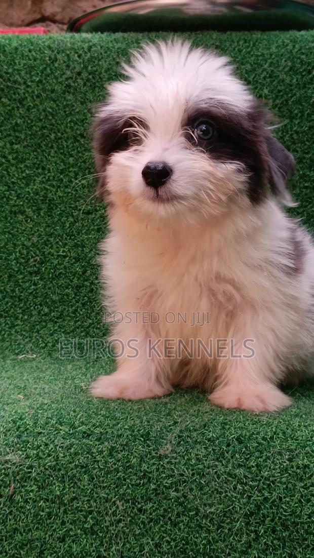 1-3 months Male Purebred Havanese - thumbnail 2