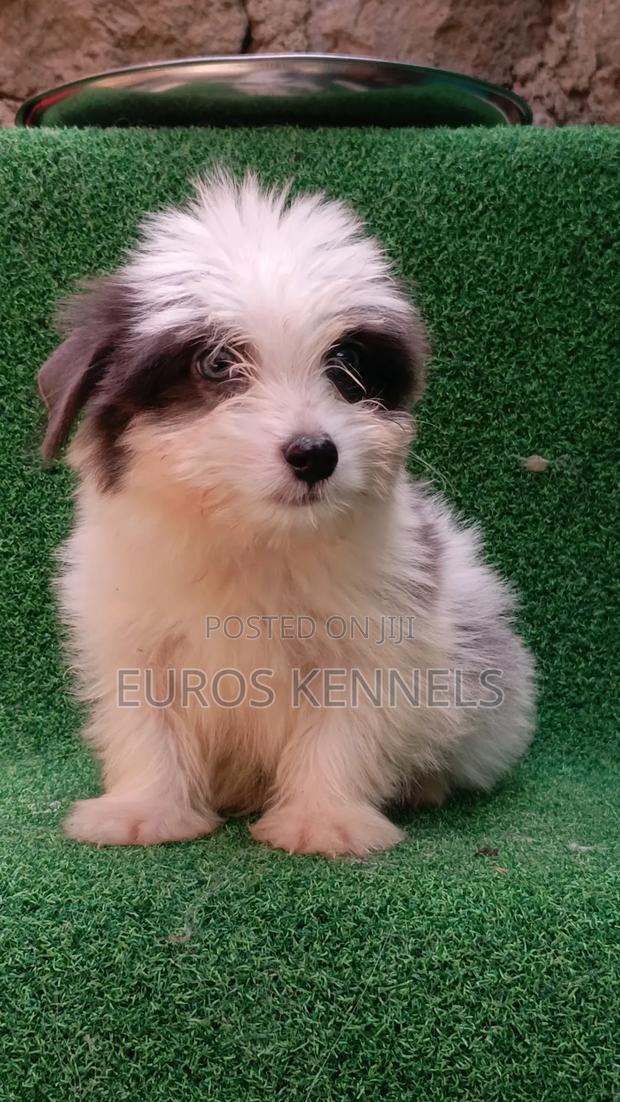 1-3 months Male Purebred Havanese - thumbnail 3