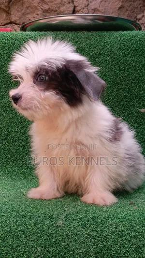 1-3 months Male Purebred Havanese