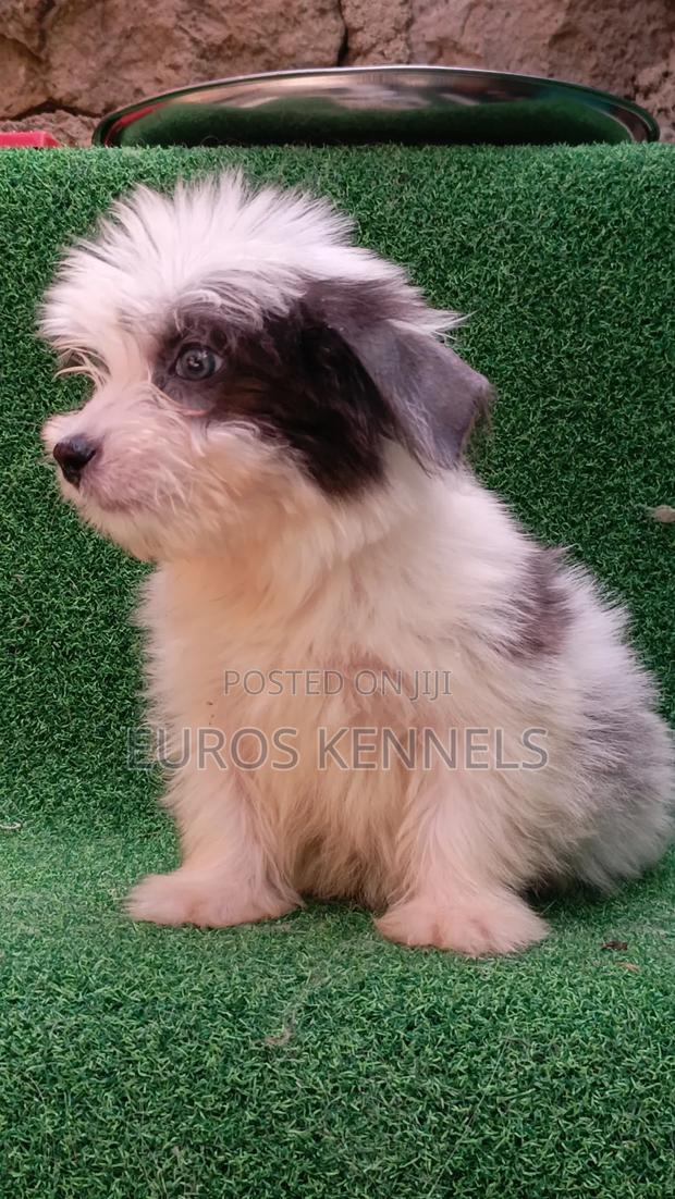 1-3 months Male Purebred Havanese - thumbnail 4