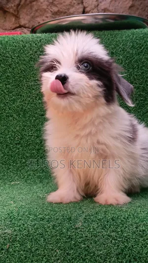 1-3 months Male Purebred Havanese