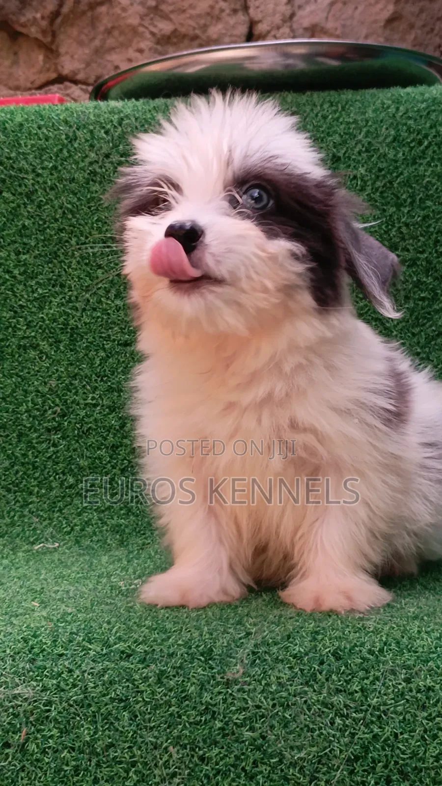 1-3 months Male Purebred Havanese
