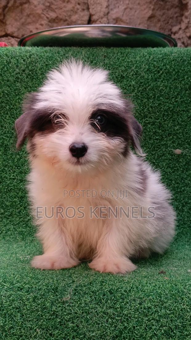 1-3 months Male Purebred Havanese - thumbnail 6