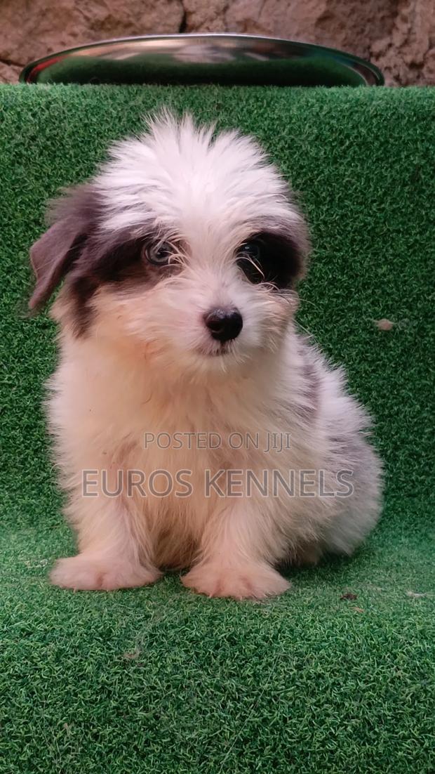 1-3 months Male Purebred Havanese - thumbnail 7