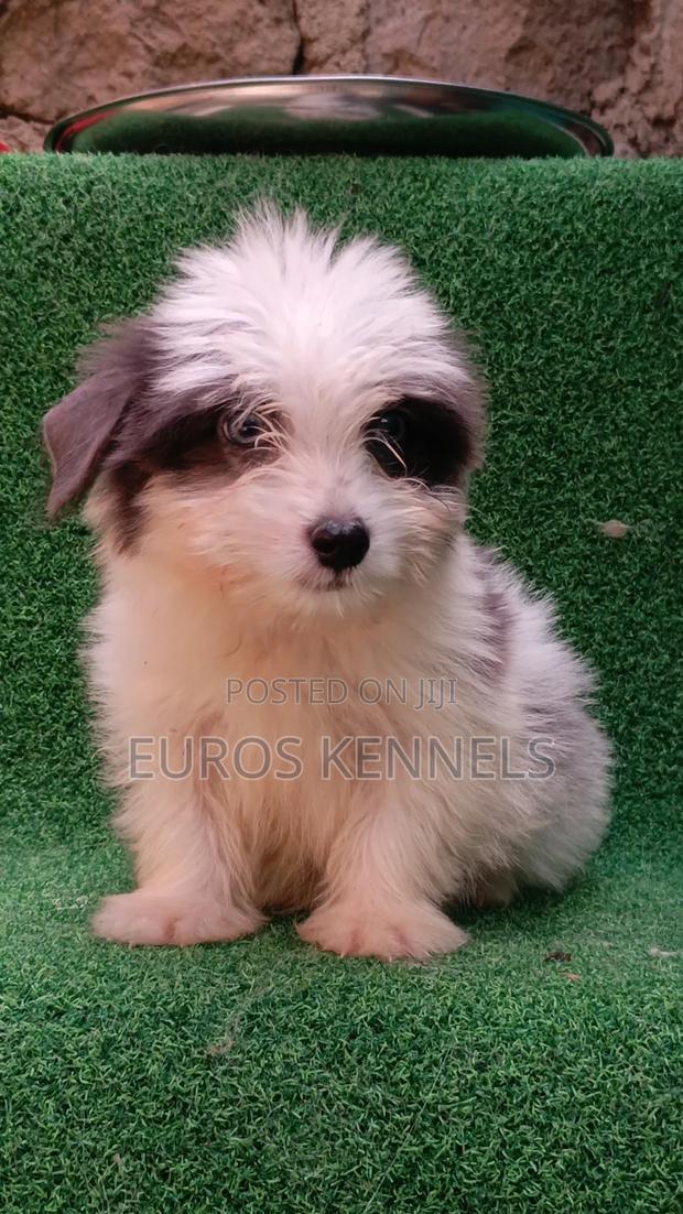 1-3 months Male Purebred Havanese - thumbnail 8