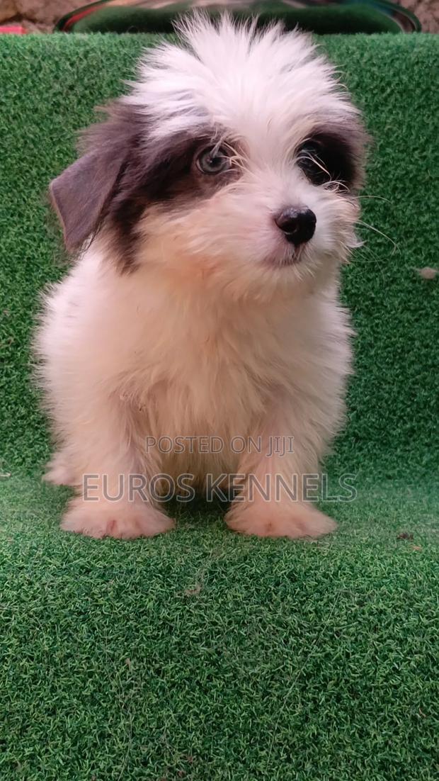 1-3 months Male Purebred Havanese - thumbnail 9