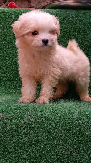 1-3 months Male Purebred Havanese