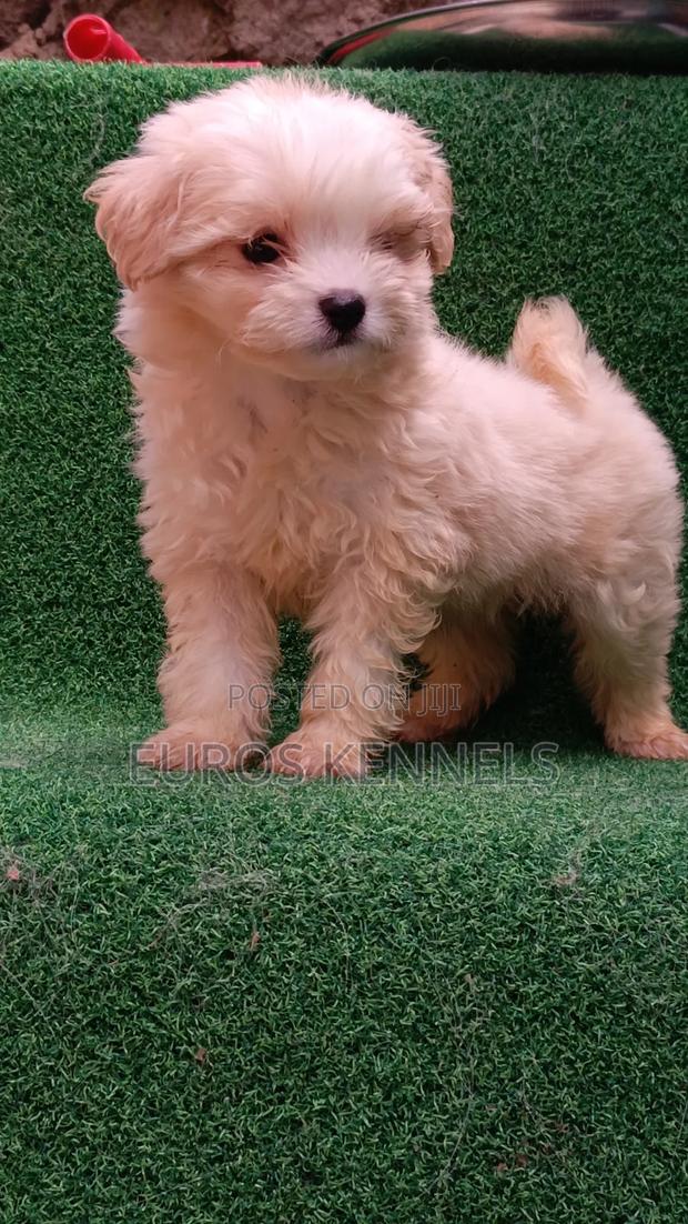 1-3 months Male Purebred Havanese - thumbnail 2