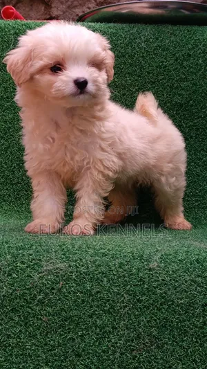 1-3 months Male Purebred Havanese