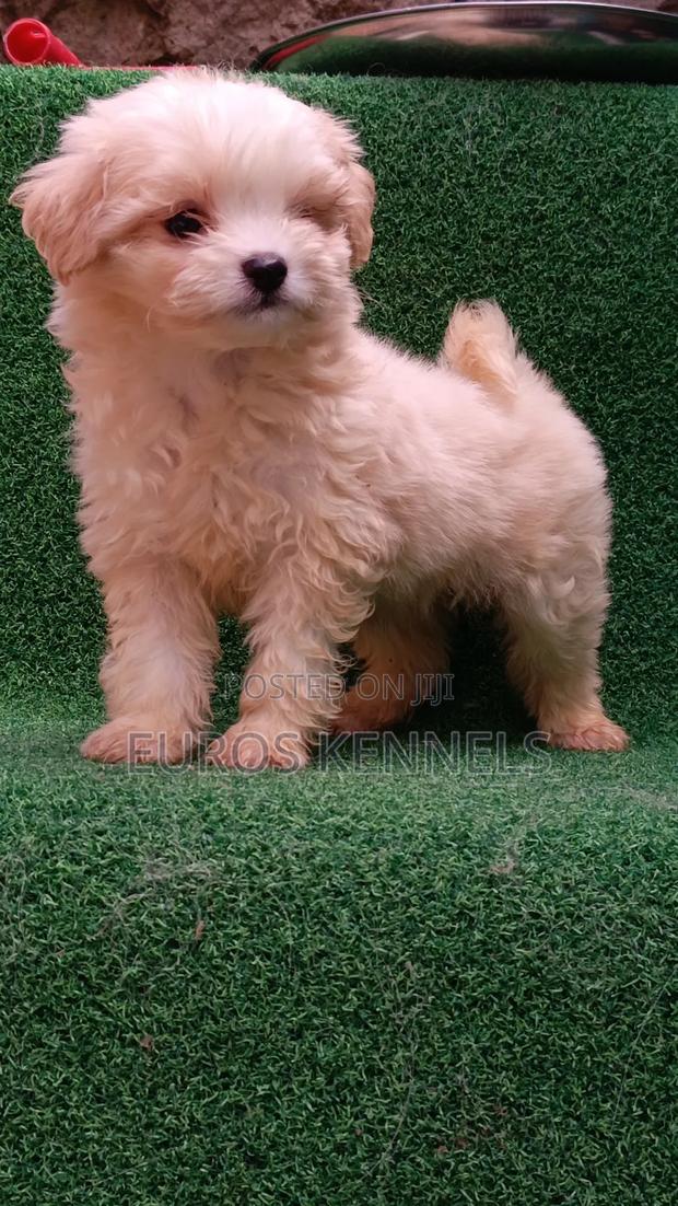 1-3 months Male Purebred Havanese - thumbnail 3