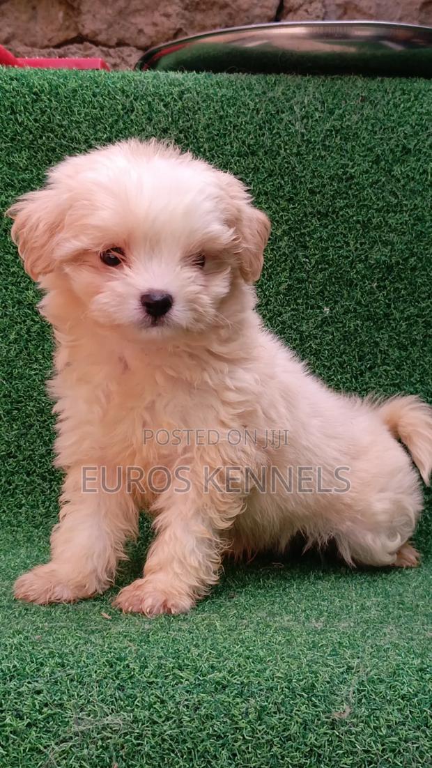 1-3 months Male Purebred Havanese - thumbnail 4