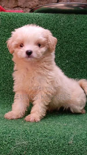 1-3 months Male Purebred Havanese