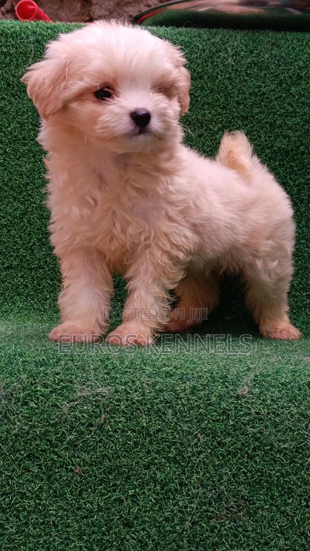 1-3 months Male Purebred Havanese - thumbnail 6