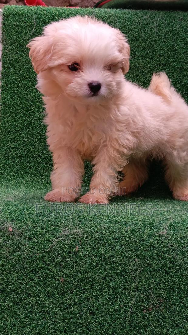 1-3 months Male Purebred Havanese - thumbnail 7