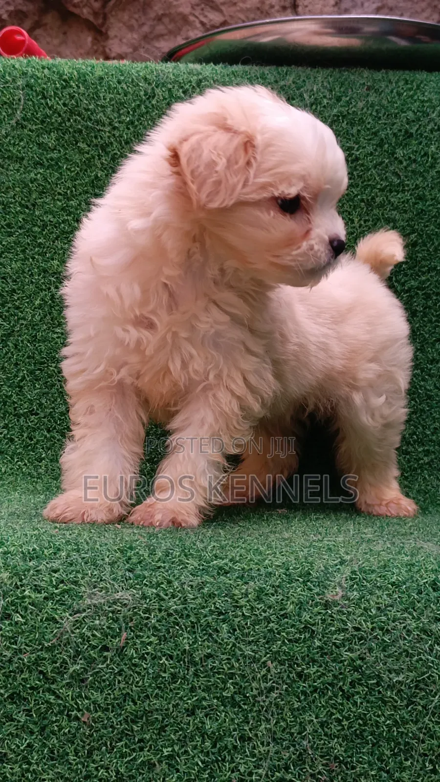 1-3 months Male Purebred Havanese