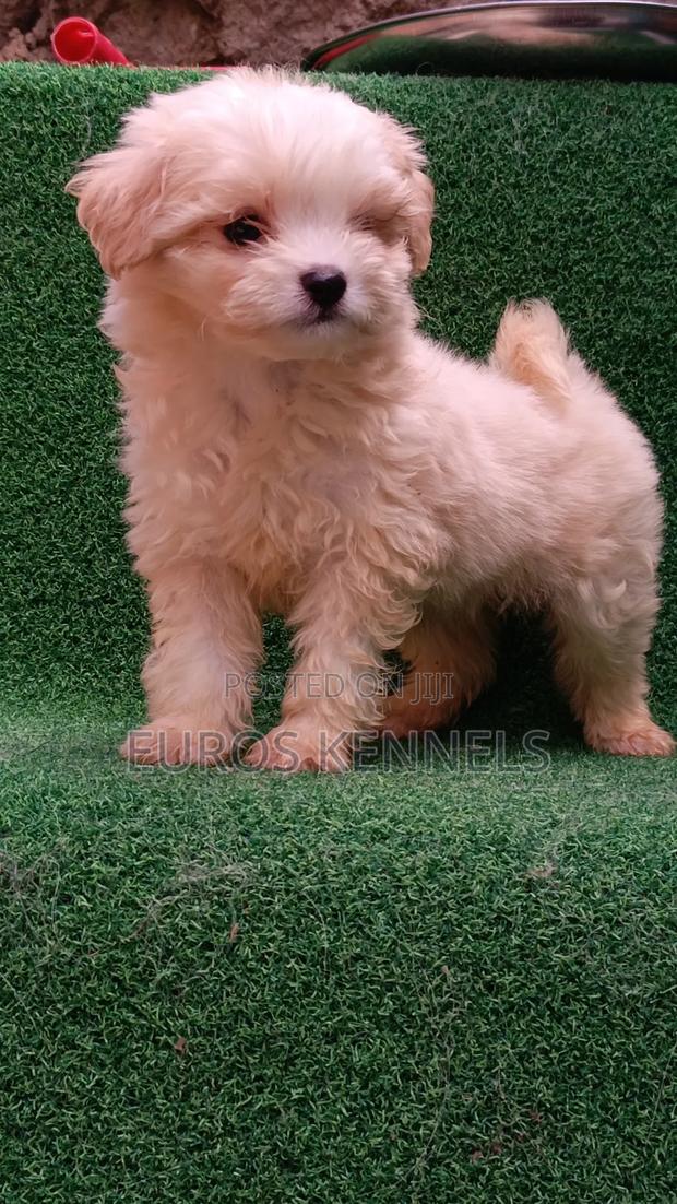 1-3 months Male Purebred Havanese - thumbnail 9