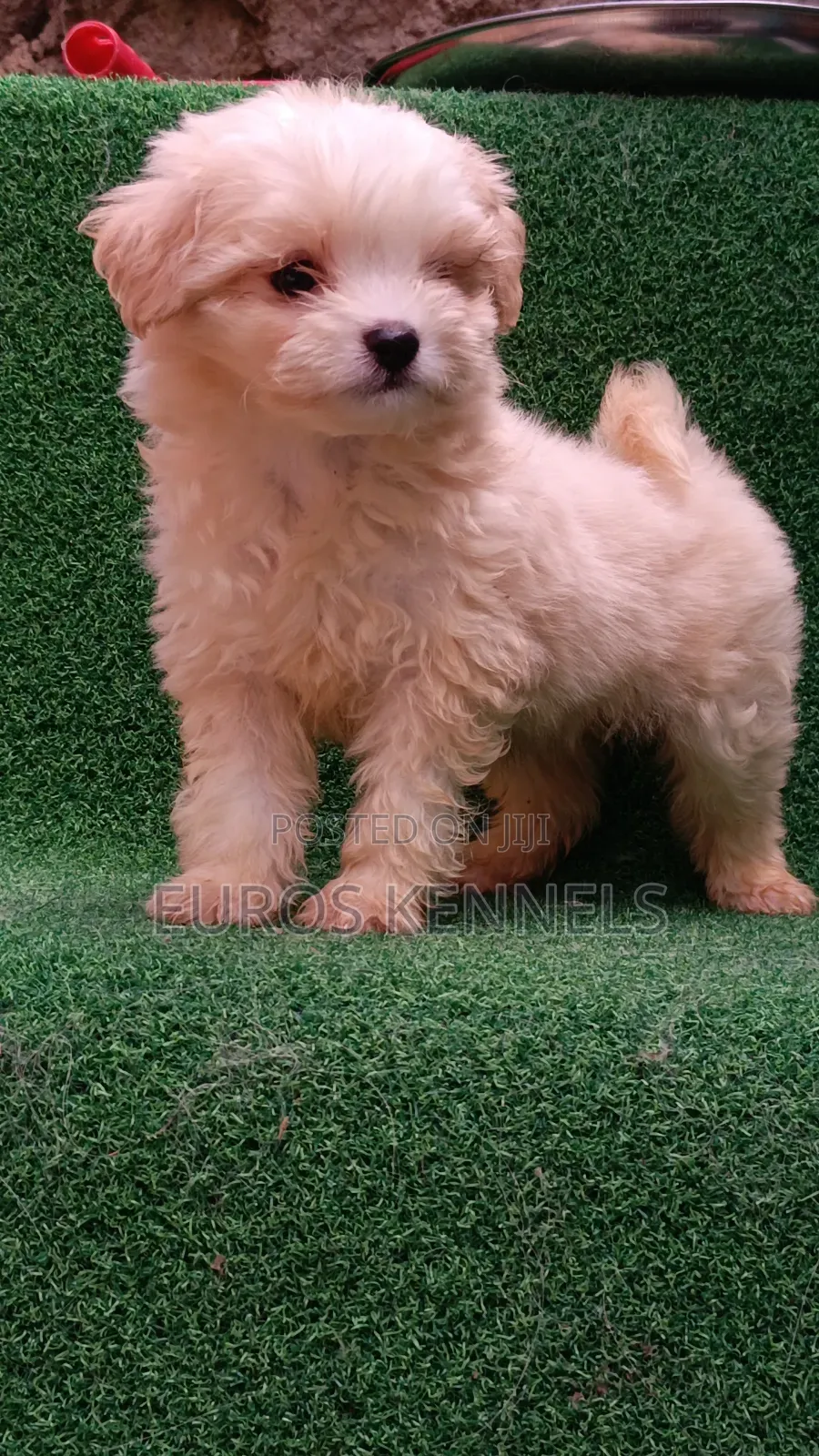 1-3 months Male Purebred Havanese