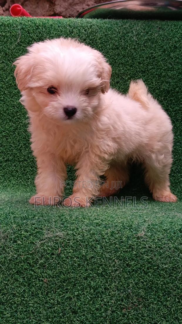1-3 months Male Purebred Havanese - thumbnail 10