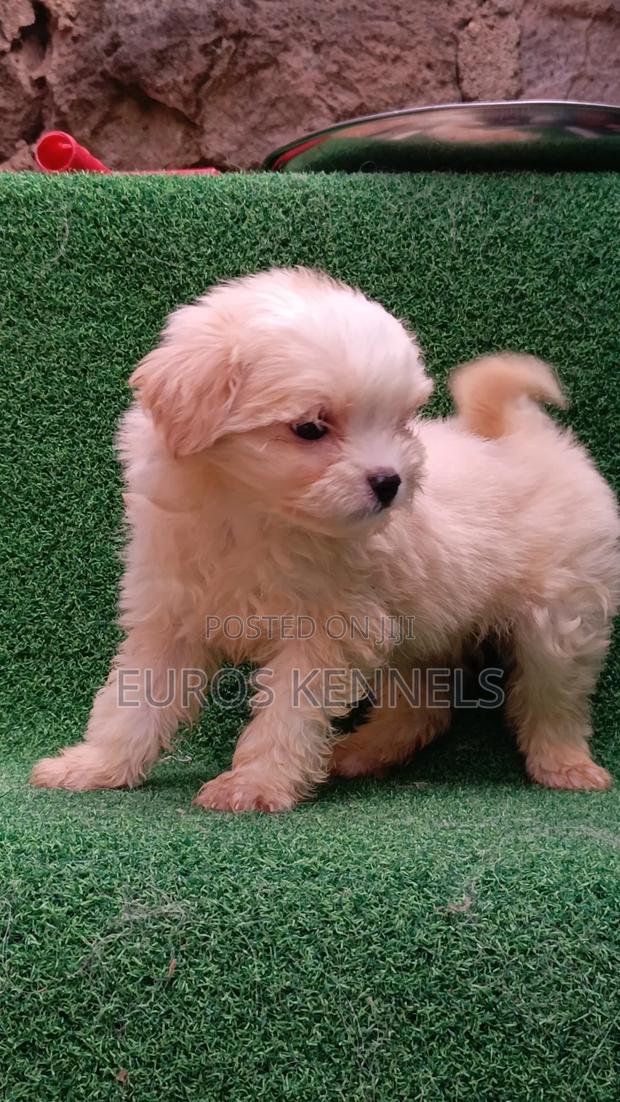 1-3 months Male Purebred Havanese - thumbnail 11