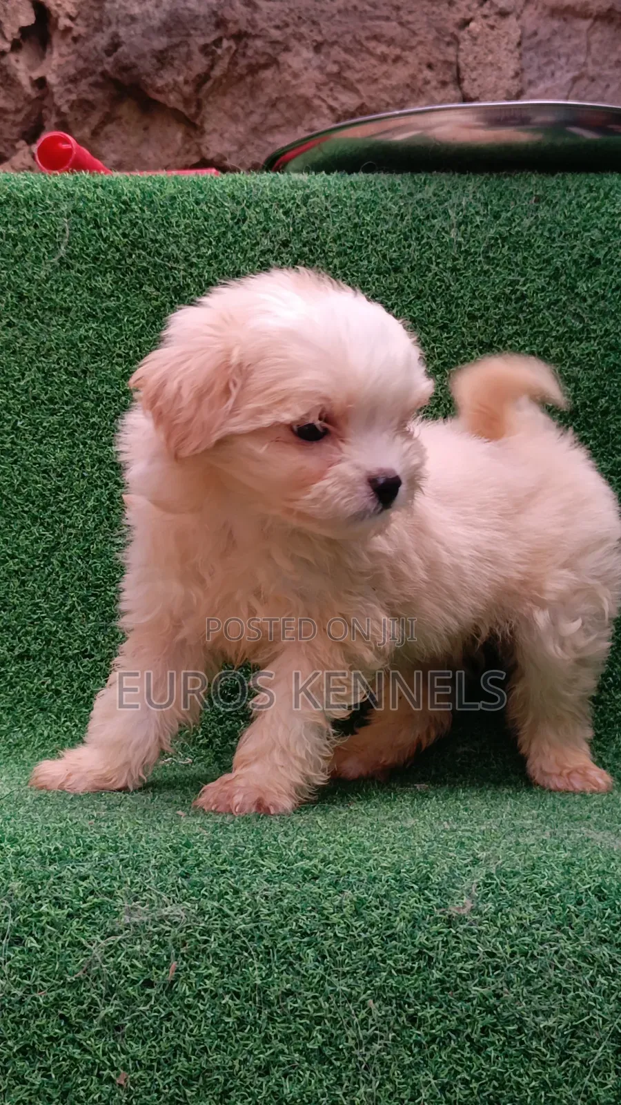 1-3 months Male Purebred Havanese