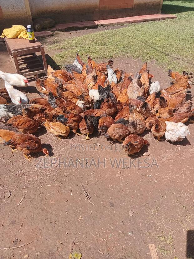 Improved Kienyeji Chicken for Sale.