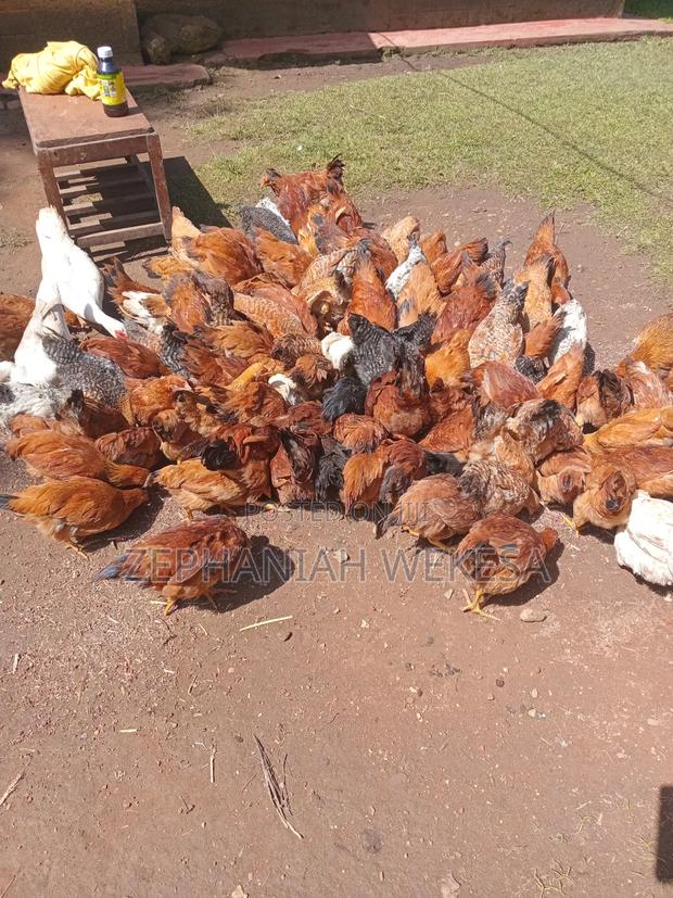 Improved Kienyeji Chicken for Sale. - thumbnail 2