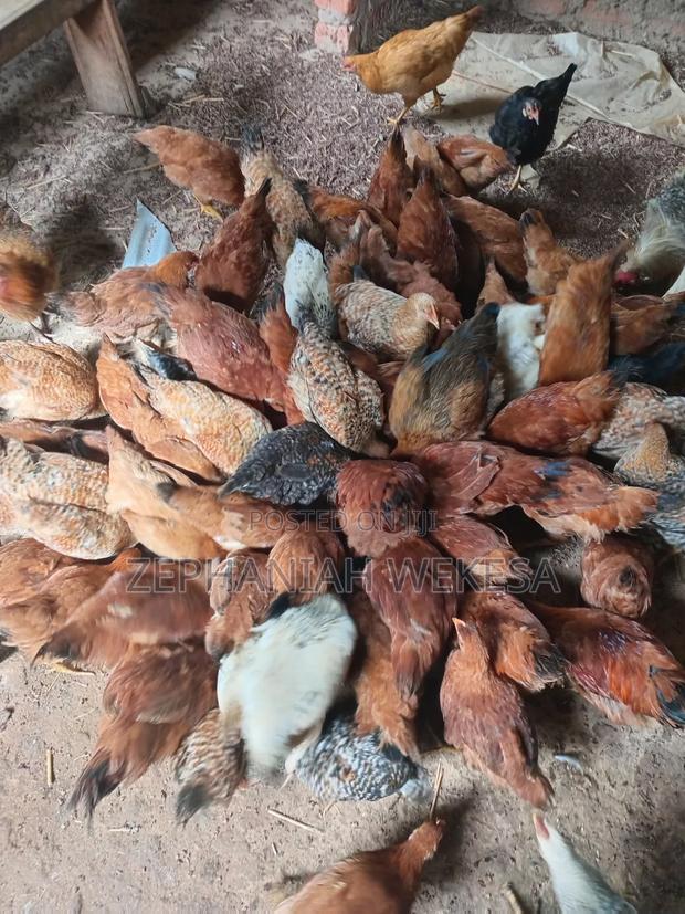 Improved Kienyeji Chicken for Sale. - thumbnail 3
