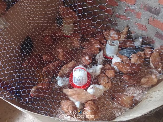 Improved Kienyeji Chicken for Sale. - thumbnail 4