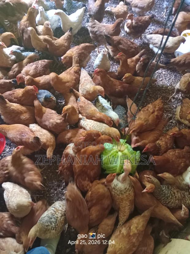 Improved Kienyeji Chicken for Sale. - thumbnail 5