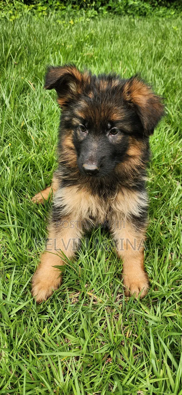 1-3 months Male Purebred German Shepherd
